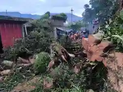 Sebuah Pohon Tumbang, Jalur Wisata Wonosobo-Dieng Tidak Dapat Dilalui